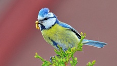 Blaumeise_mit_Futter (12).jpg